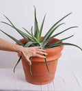 Aloe Vera Pflanze