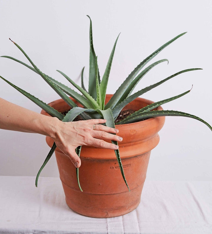 Aloe Vera Pflanze