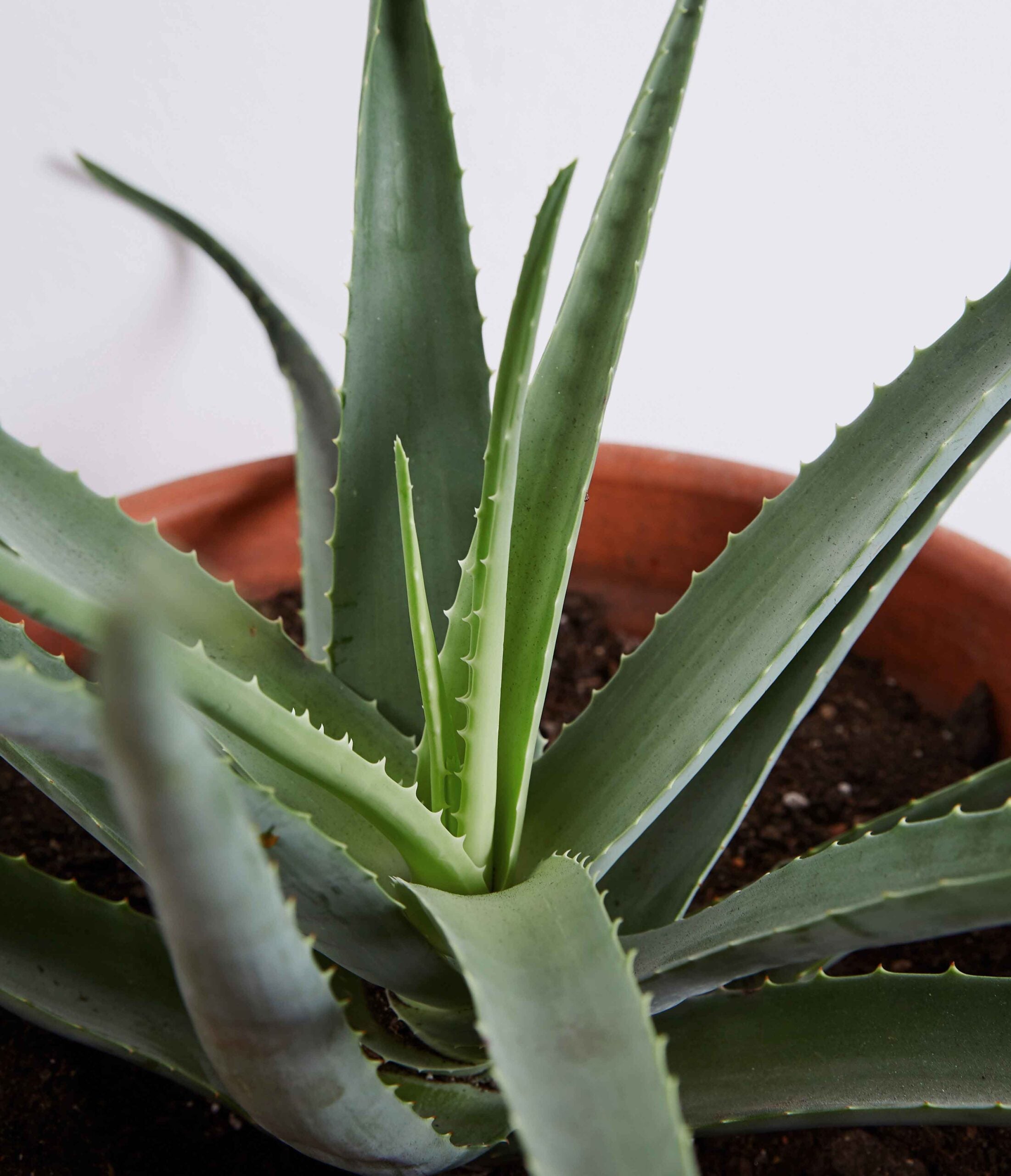 Aloe Vera Pflanze