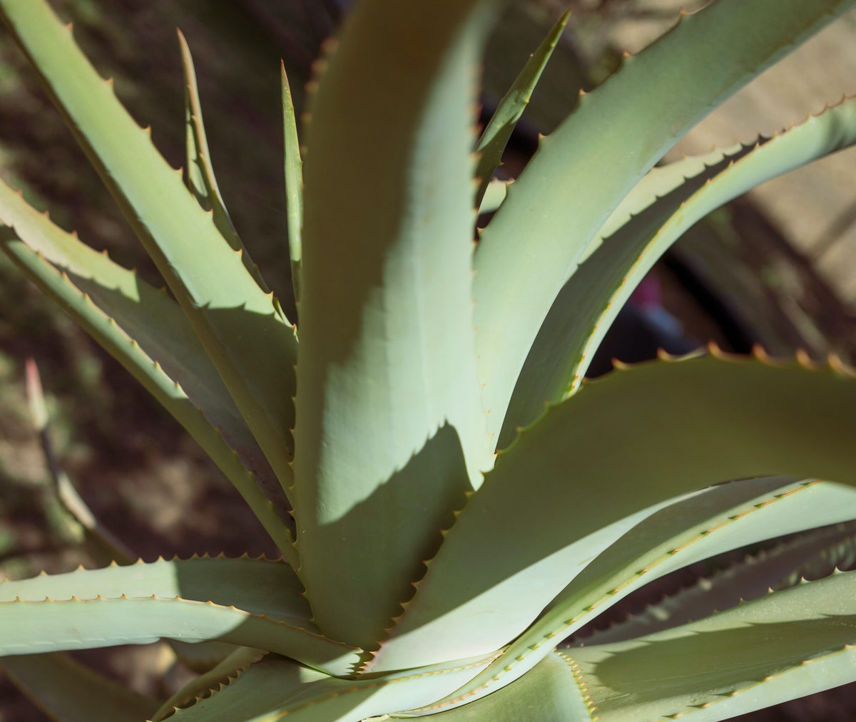 Aloe Vera Pflanze
