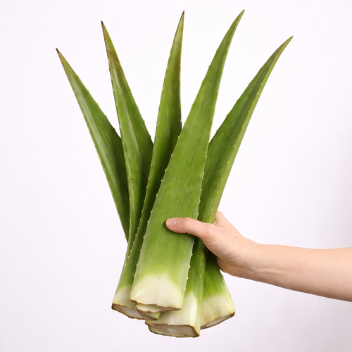 Aloe Vera Frischblätter 5KG