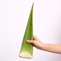 Aloe Vera Frischblatt Abo