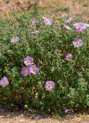 Zistrose – Cistus incanus