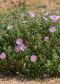Zitrose - Cistus Incanus
