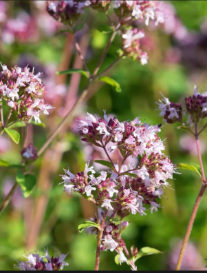 Griechischer Wilder Berg-Oregano