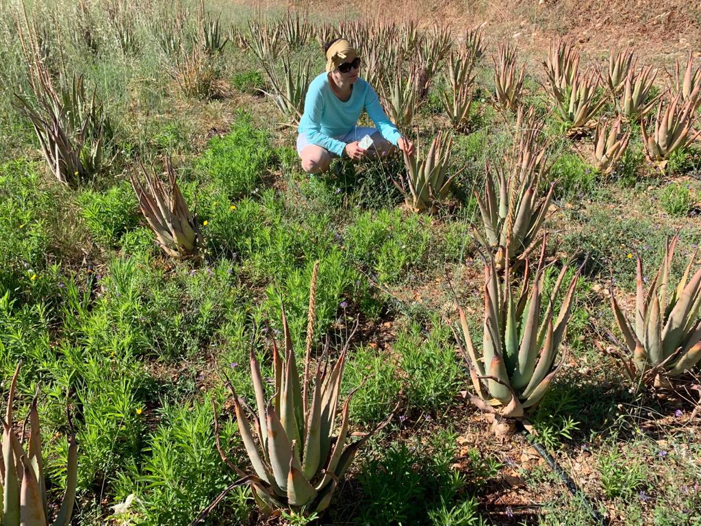 Aloe Vera Pflanze