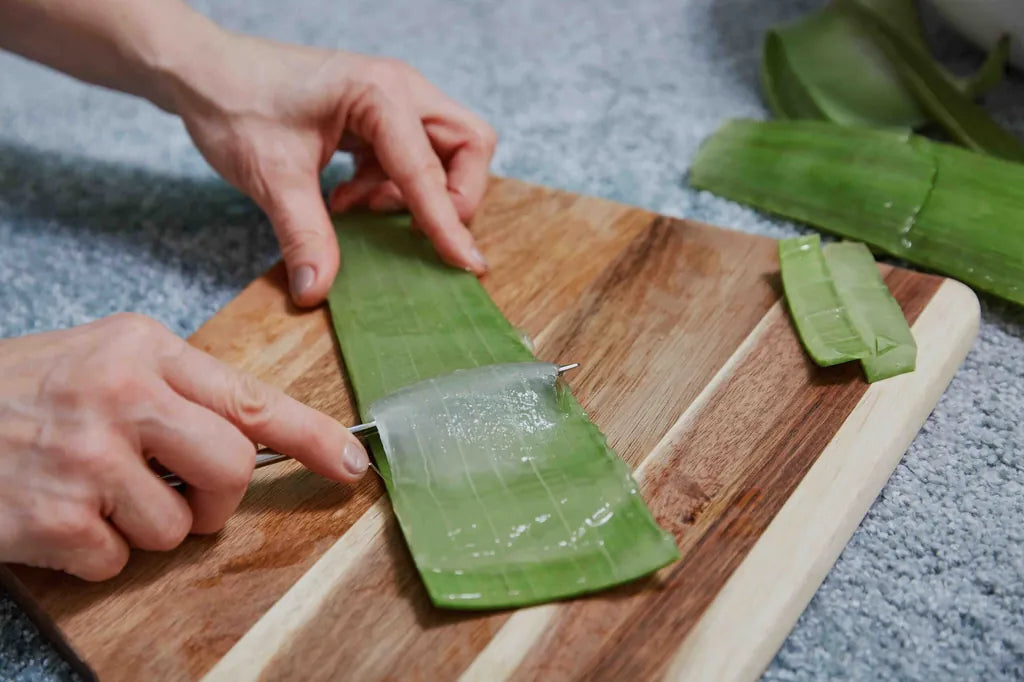 Aloe Vera