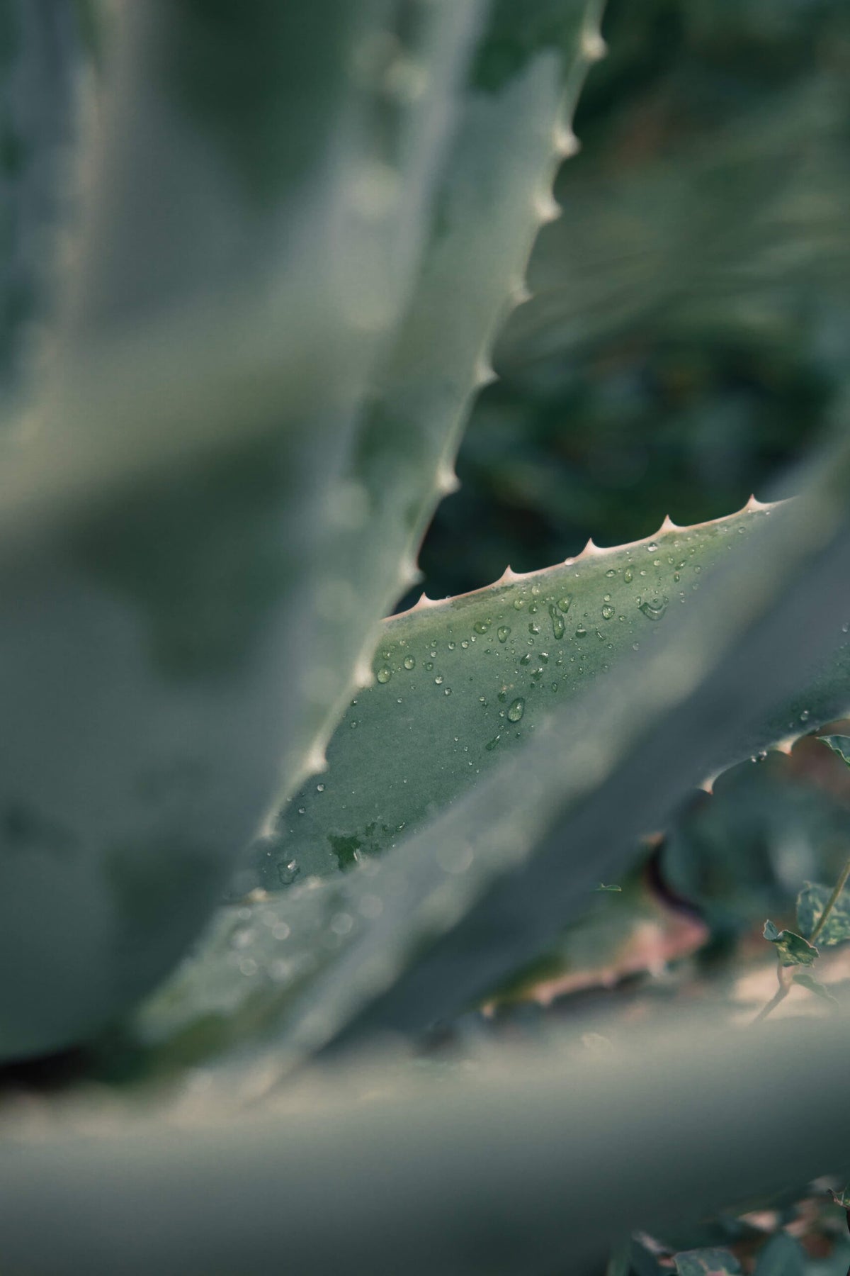 Aloe-Pflanze
