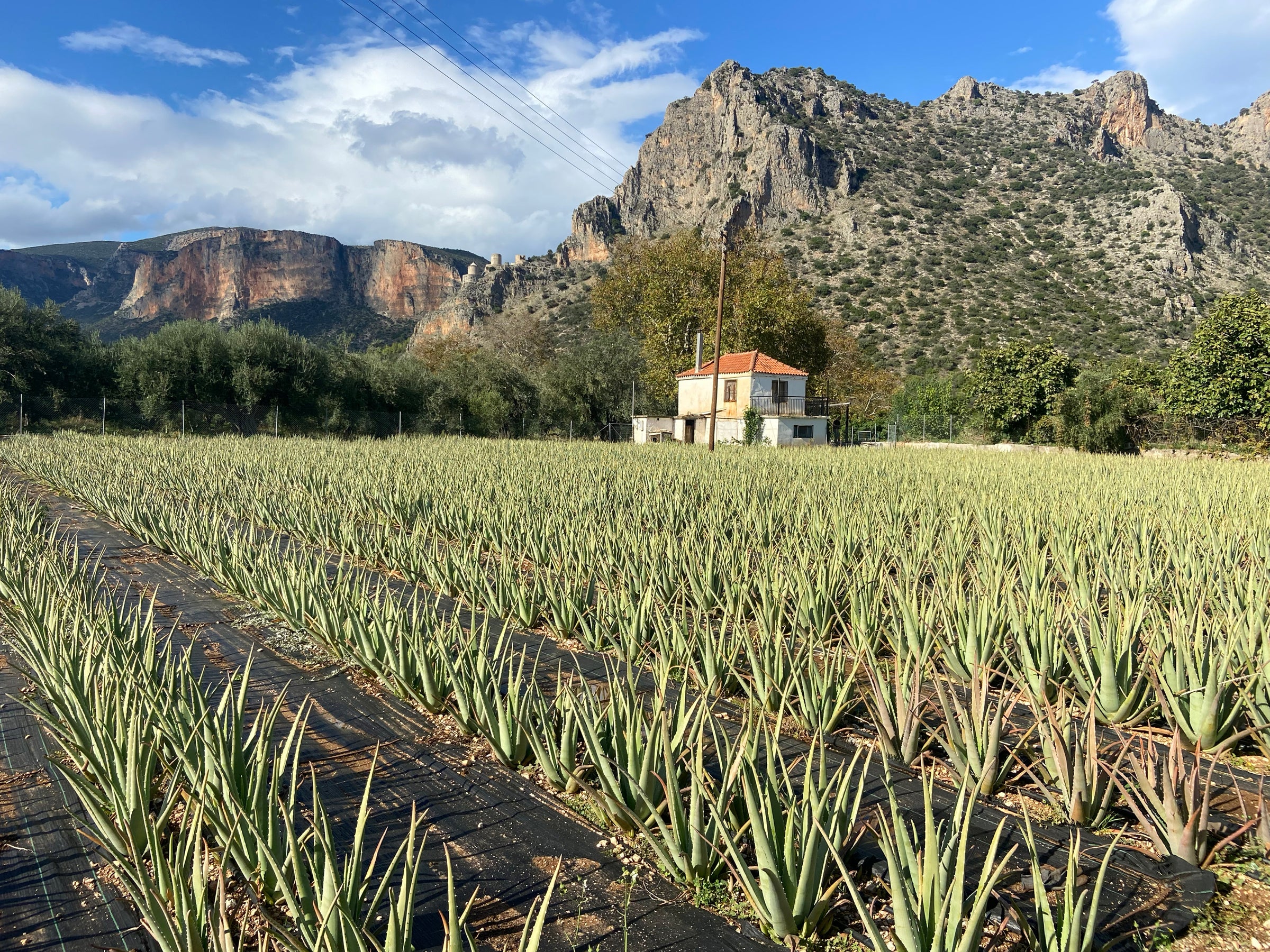 Aloe-Vera-Plantage von Aloe Base in Griechenland