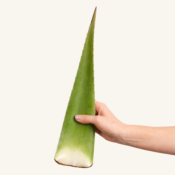 Aloe Vera Frischblatt
