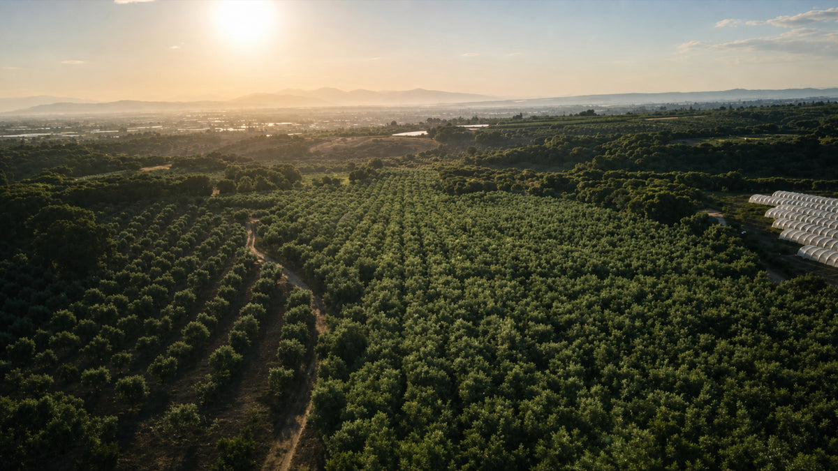 Olivenhaine bei Sonnenaufgang – restaurierte Markenaufnahme