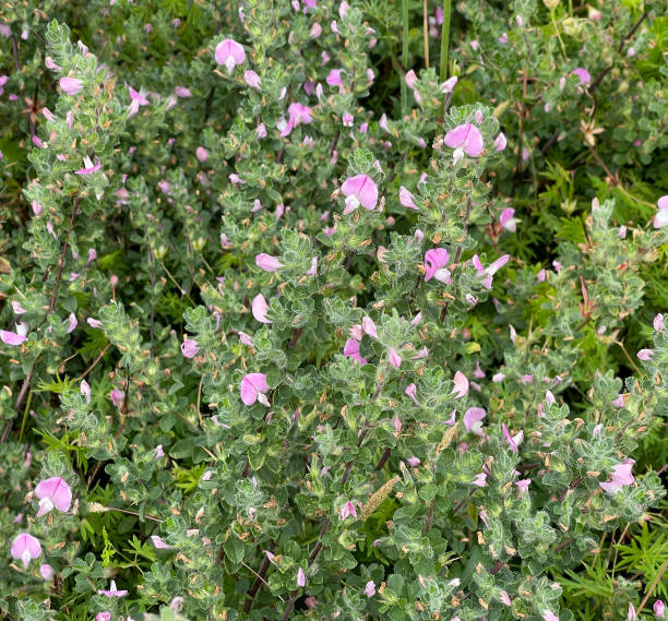 Zitrose - Cistus Incanus